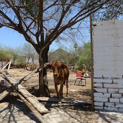 Back to El Triunfo looking for the old smelter and a chimney presumabley designed by Gustav Eiffel. Hledáme pozůstatky průmyslových staveb navržených Eiffelem. : Baja2011